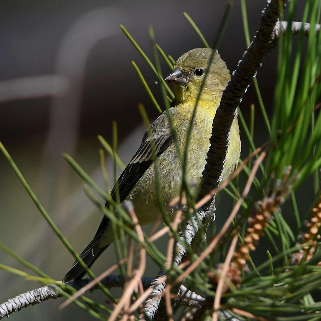 GoldFinch2.jpg