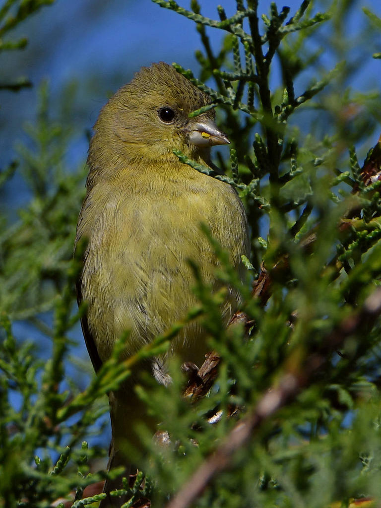 Goldfinch2.jpg