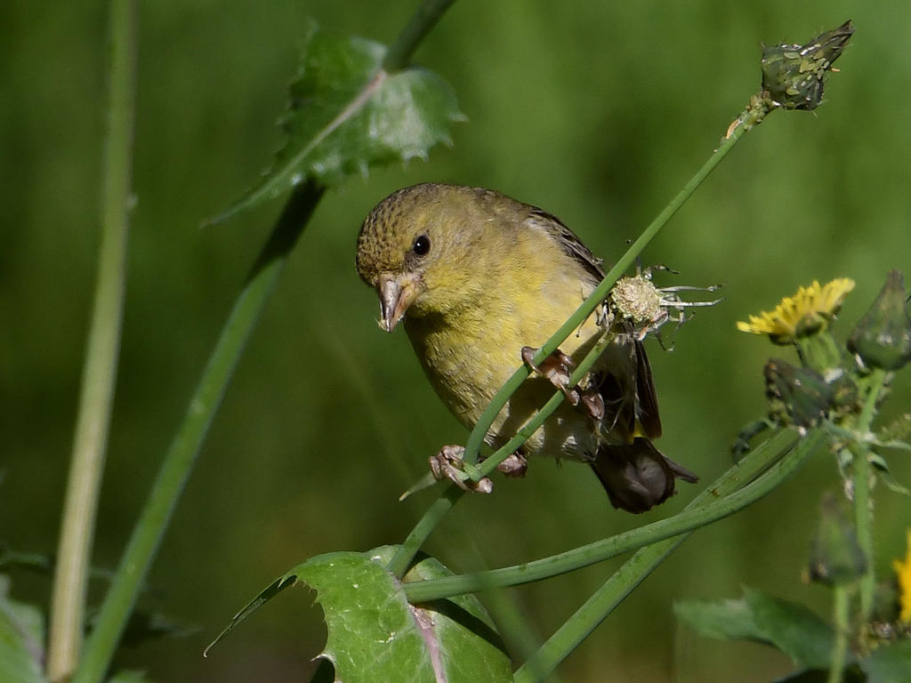 Goldfinch2.jpg