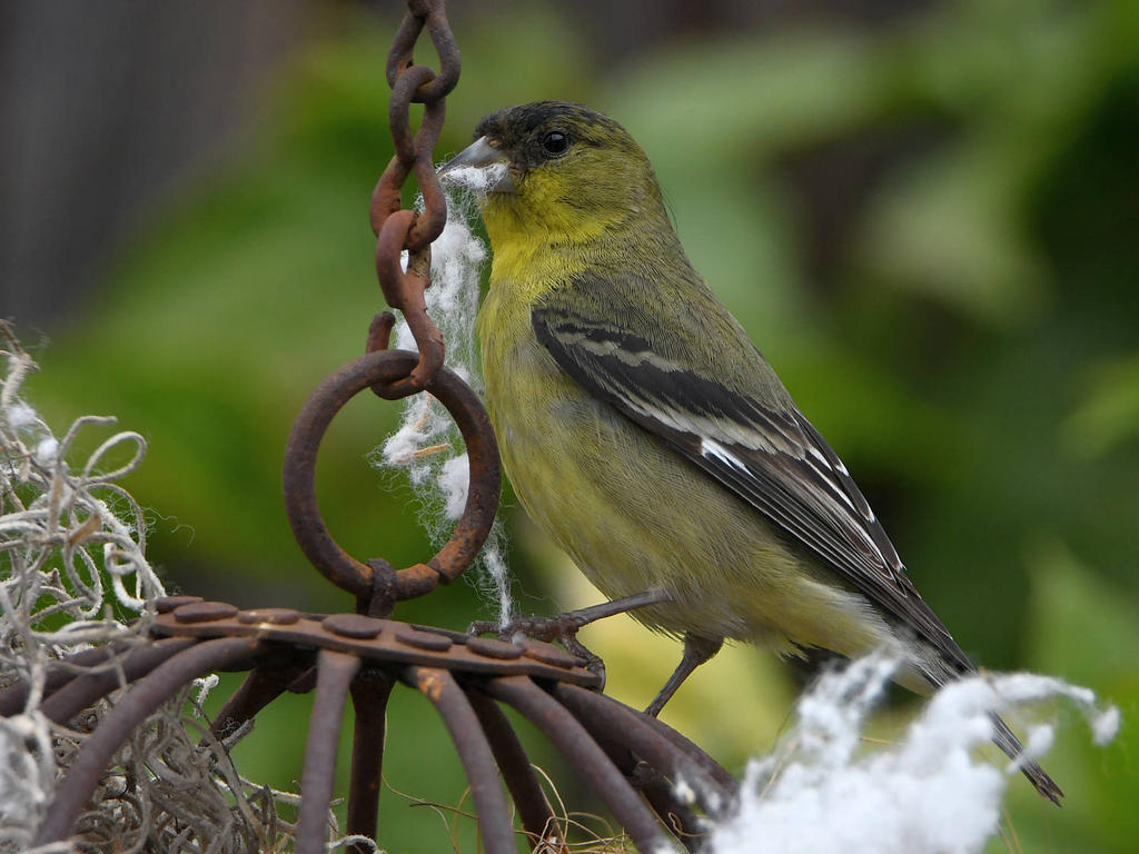 Goldfinch2.jpg