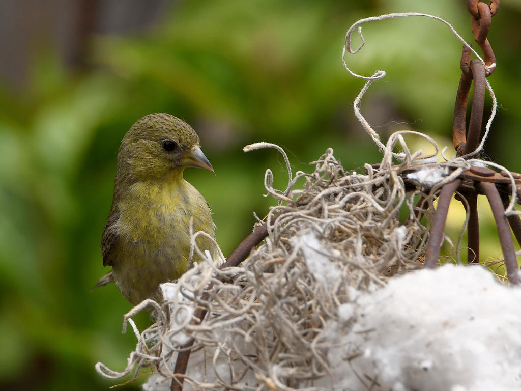 Goldfinch2.jpg