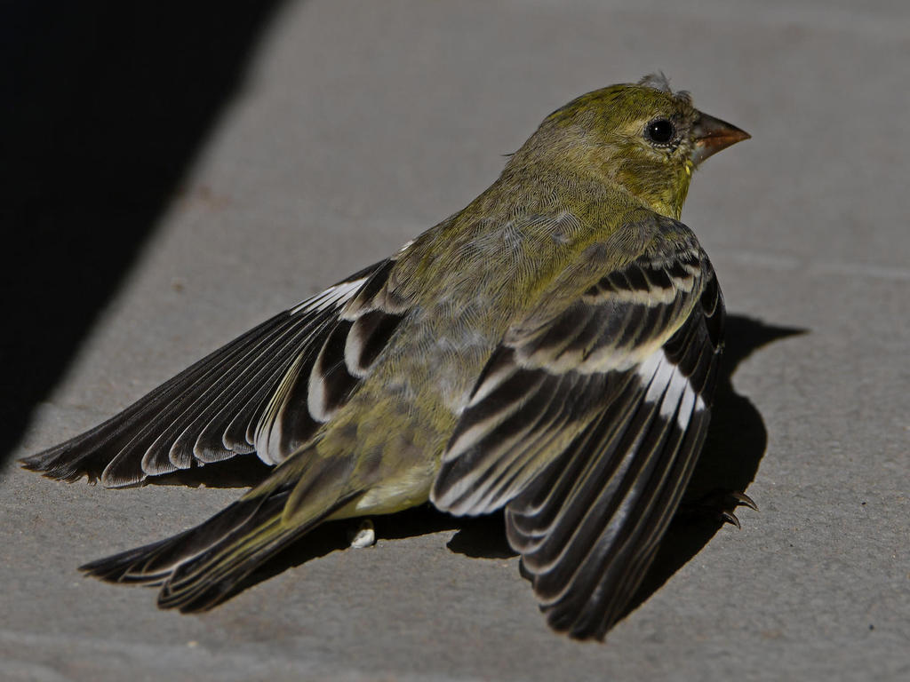 Goldfinch2.jpg