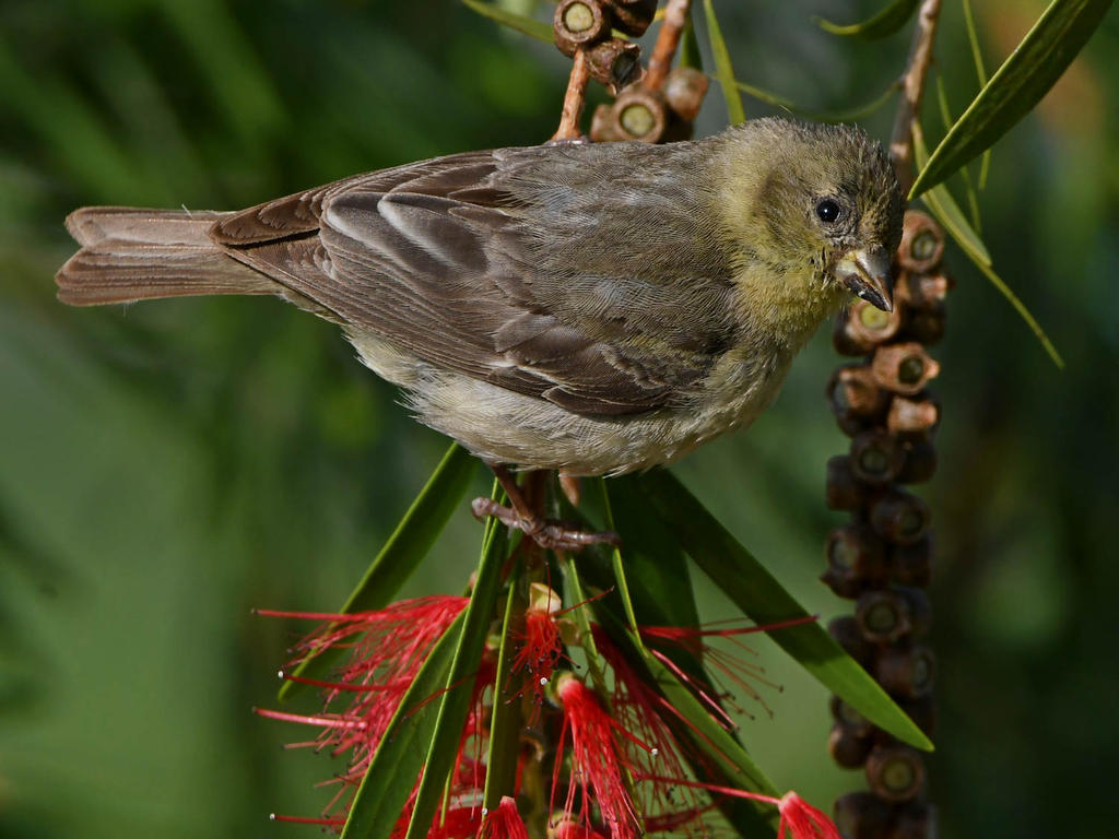 Goldfinch2.jpg
