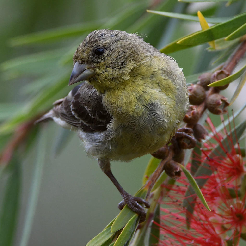 Goldfinch2.jpg