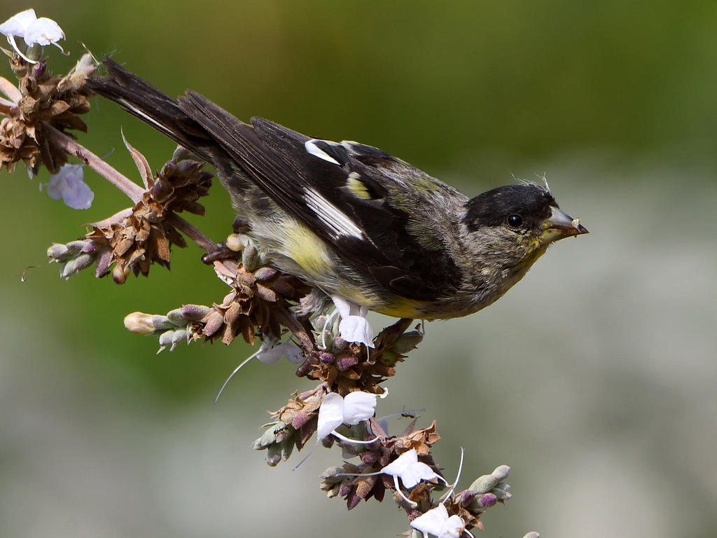 Goldfinch2.jpg
