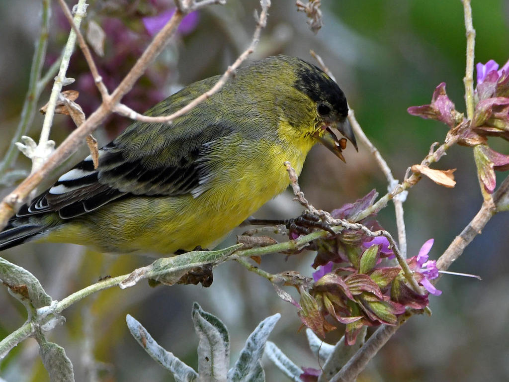 Goldfinch2.jpg