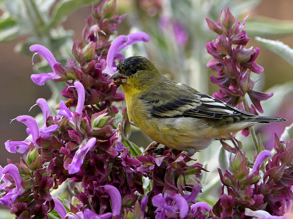 Goldfinch2.jpg
