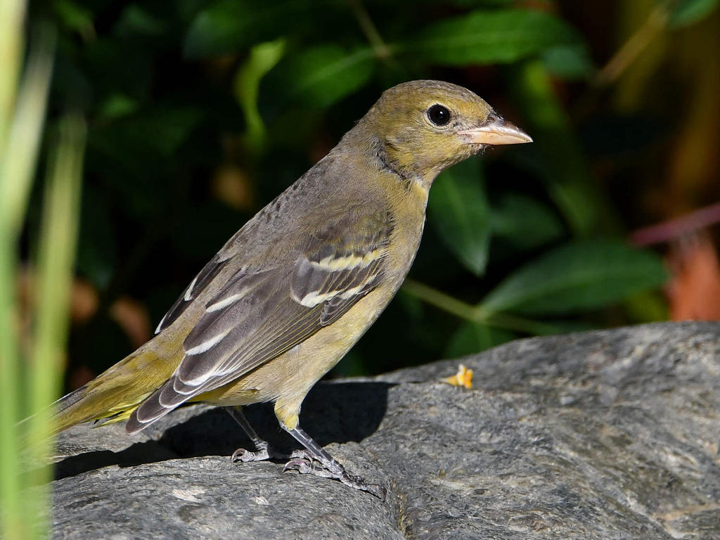 Goldfinch2.jpg