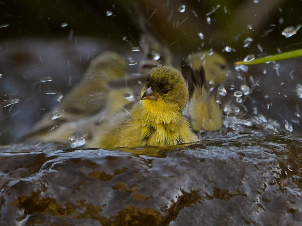 Goldfinch2.jpg