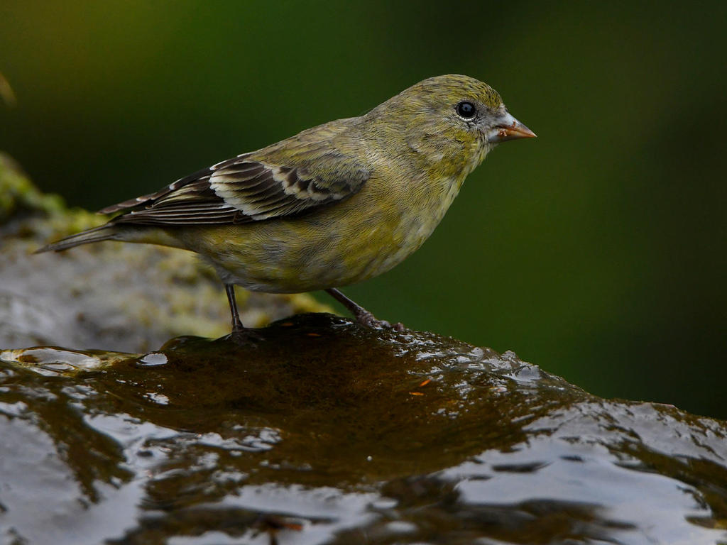 Goldfinch2.jpg