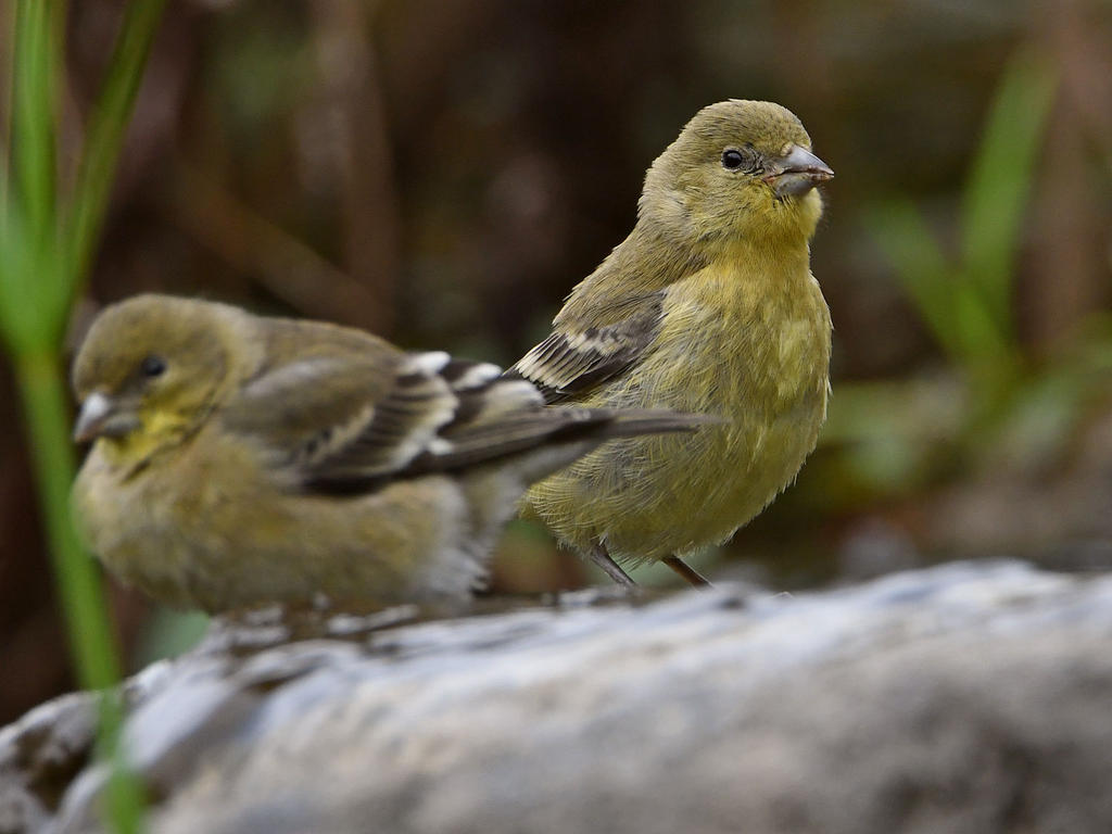 Goldfinch2.jpg