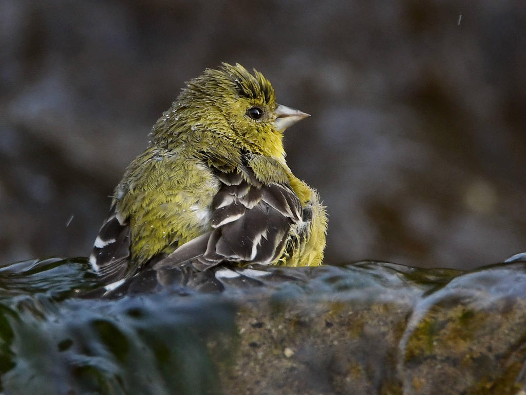 Goldfinch2.jpg