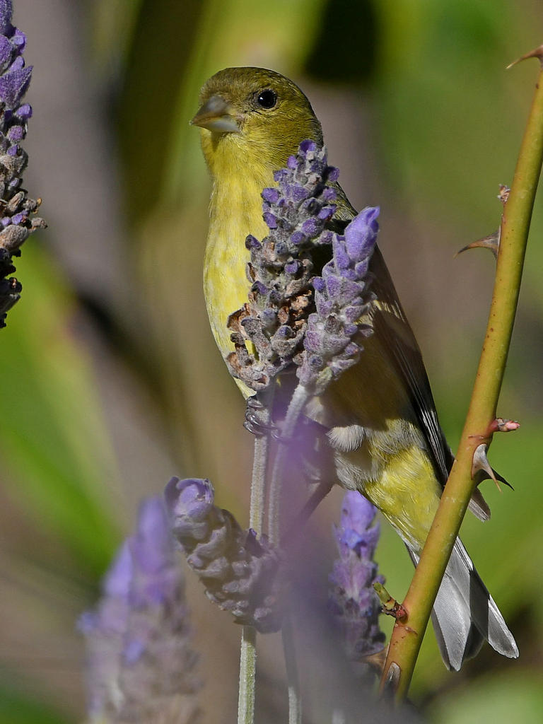 Goldfinch2.jpg