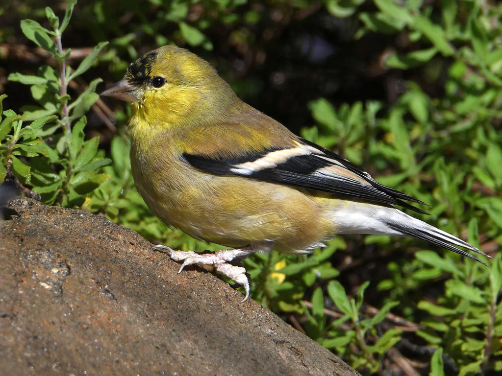 Goldfinch2.jpg