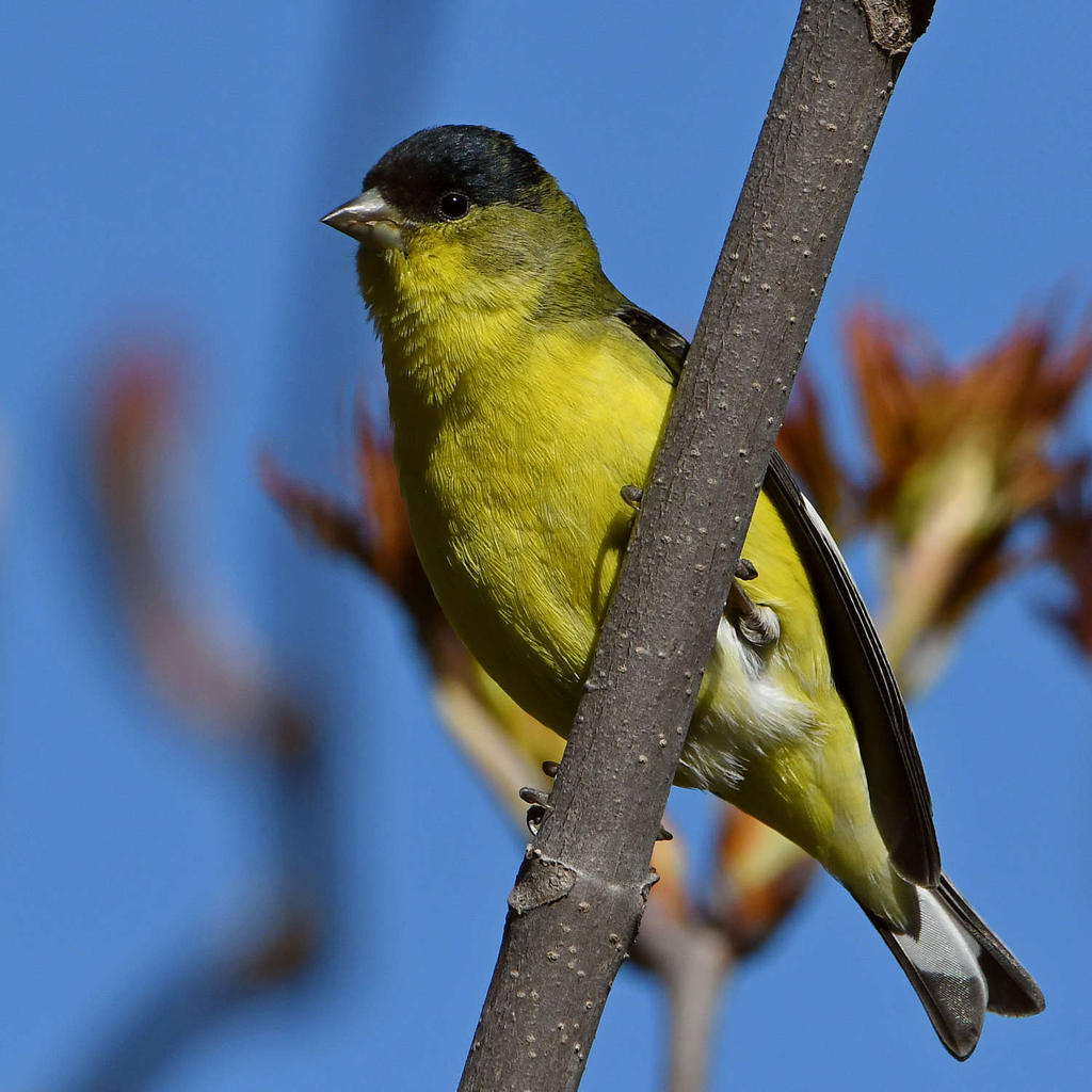 Goldfinch2.jpg