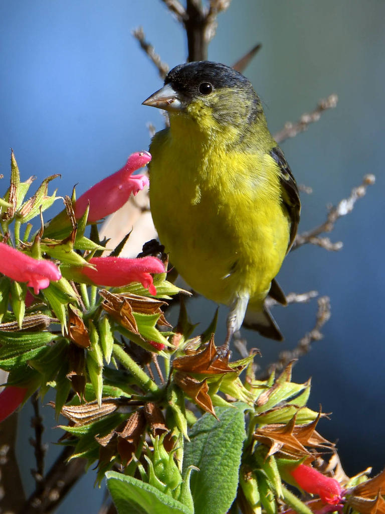 Goldfinch2.jpg