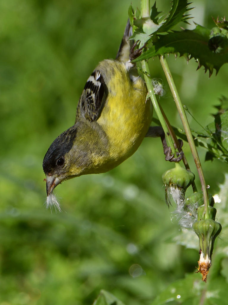 Goldfinch2.jpg
