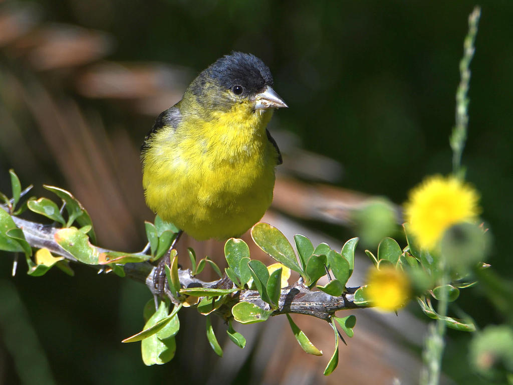 Goldfinch2.jpg