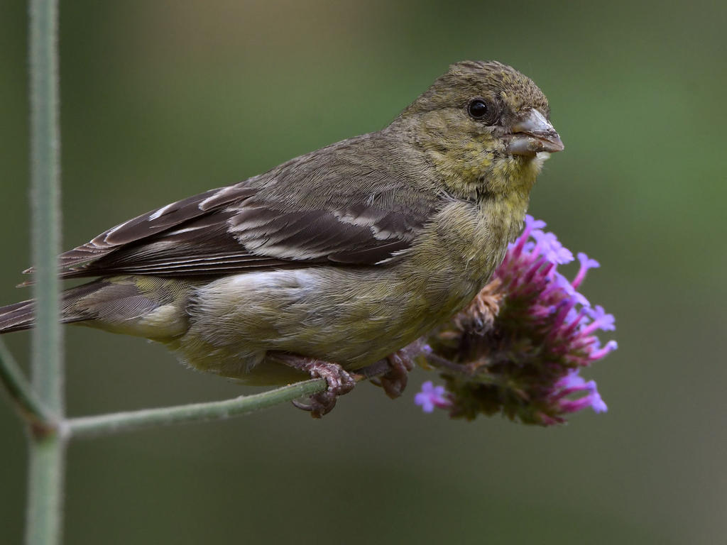 Goldfinch2.jpg