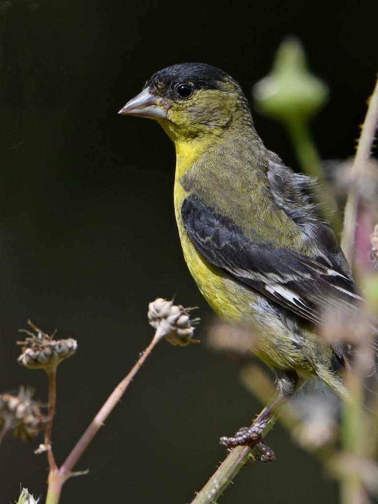 Goldfinch2.jpg