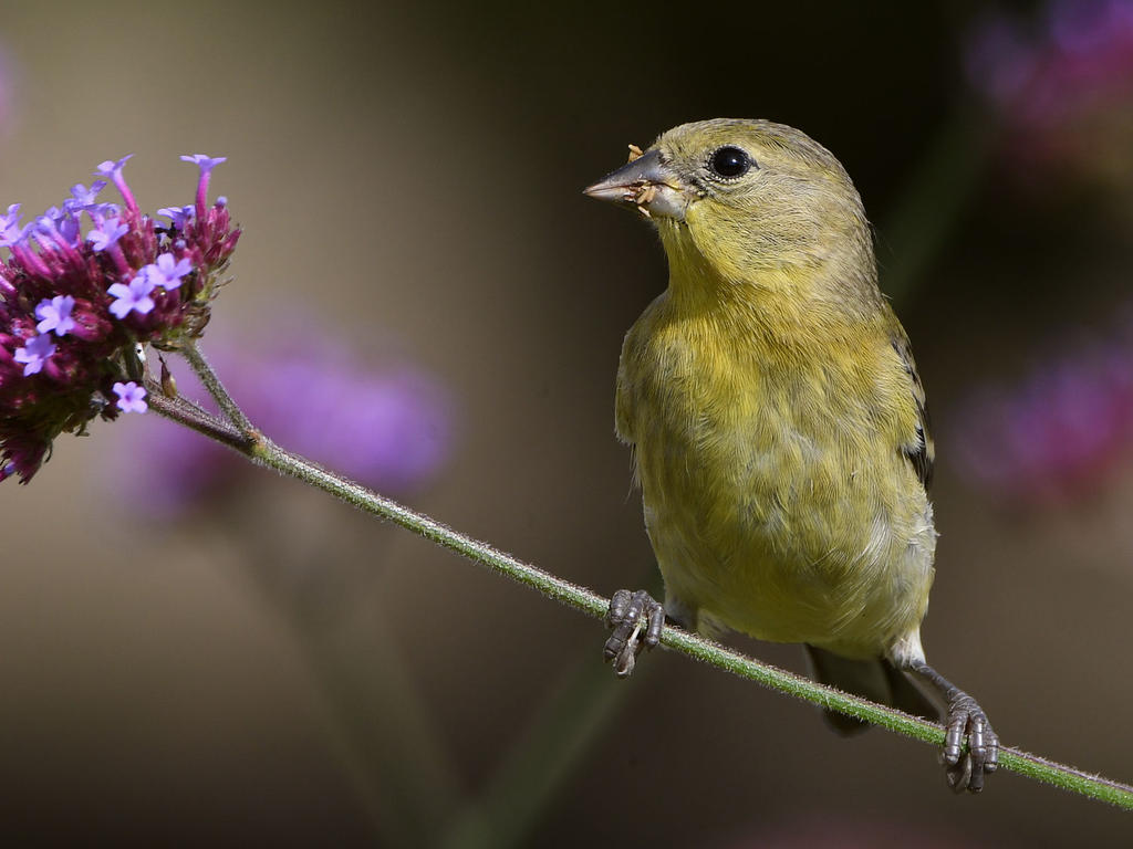 Goldfinch2.jpg