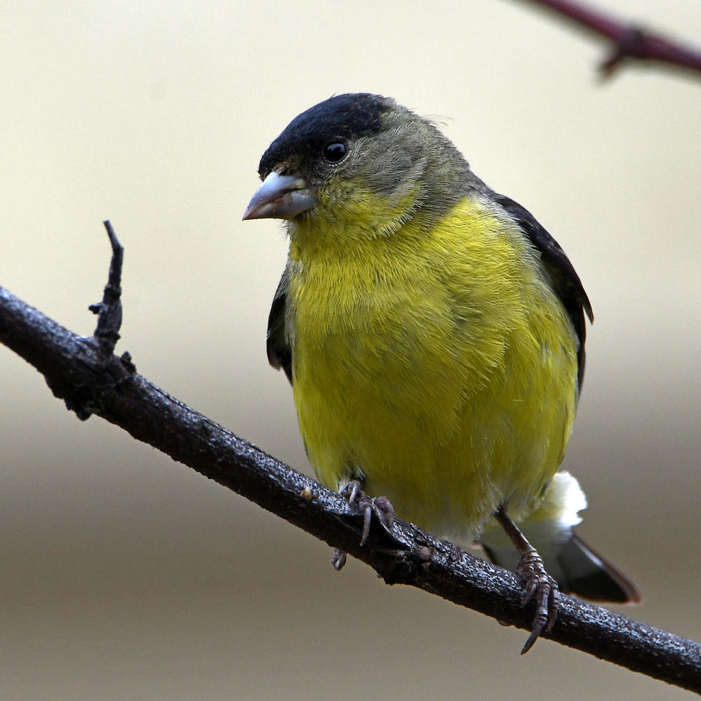 Goldfinch2.jpg