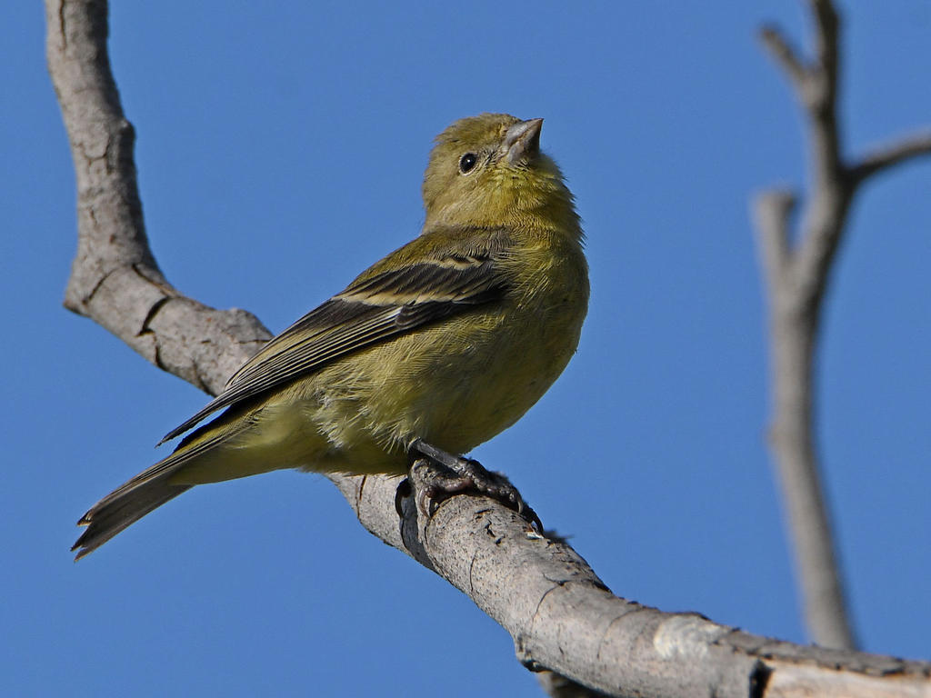 Goldfinch2.jpg