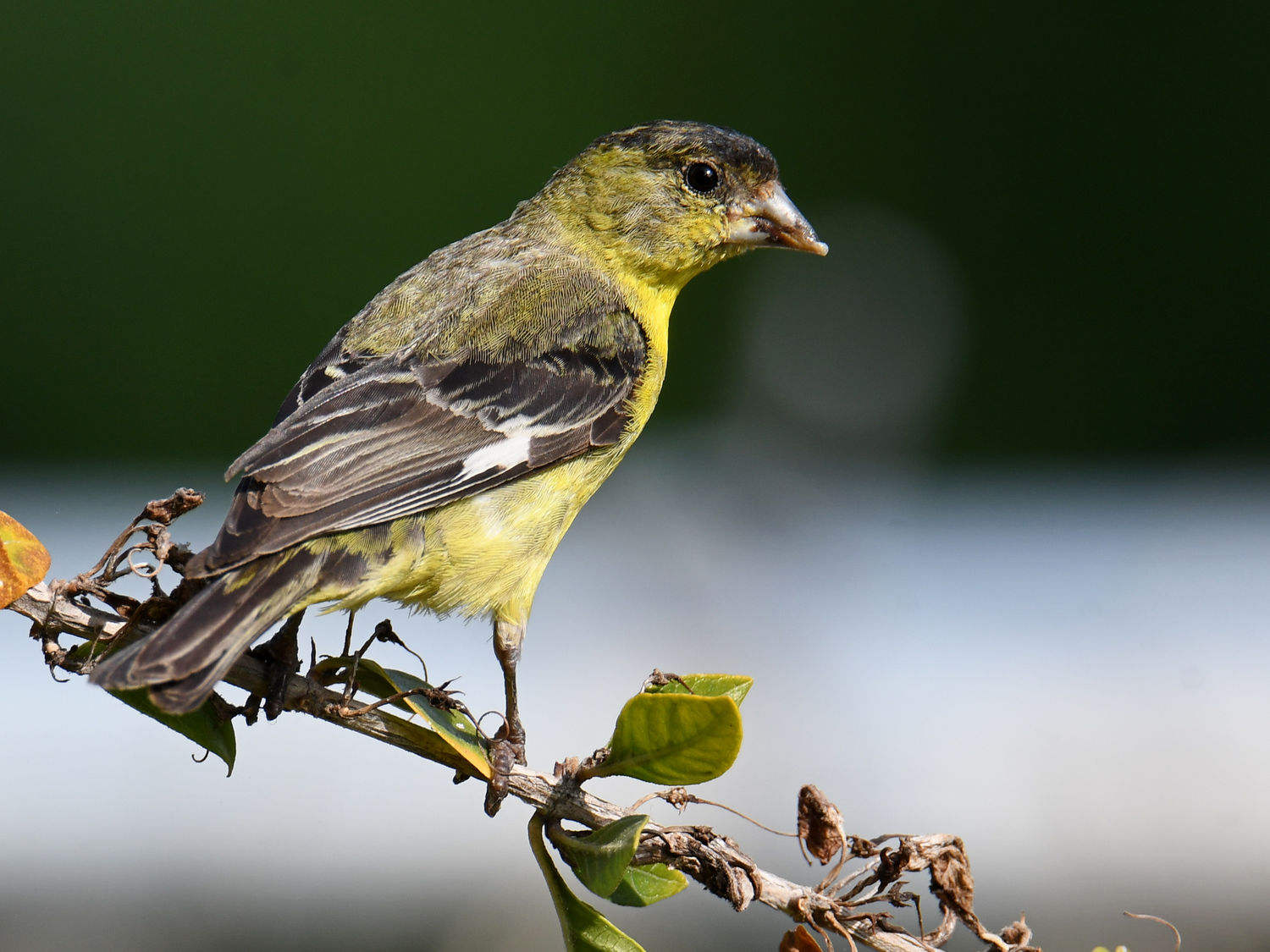 Goldfinch2.jpg