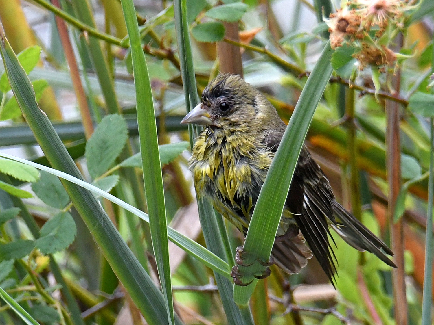 Goldfinch2.jpg