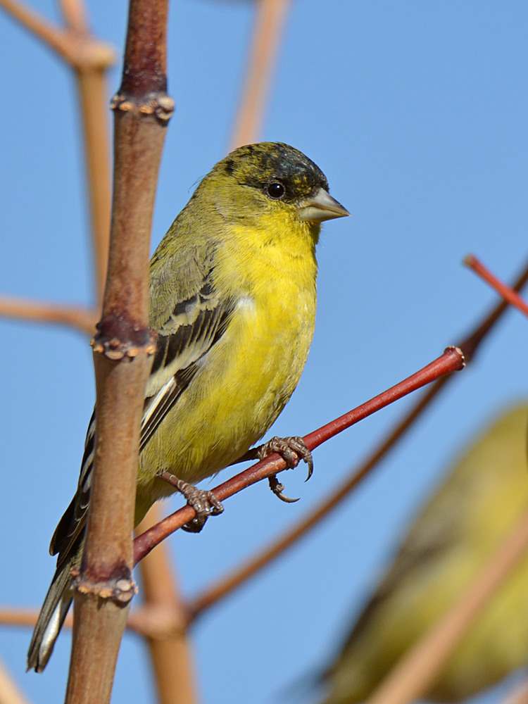 Goldfinch3.jpg