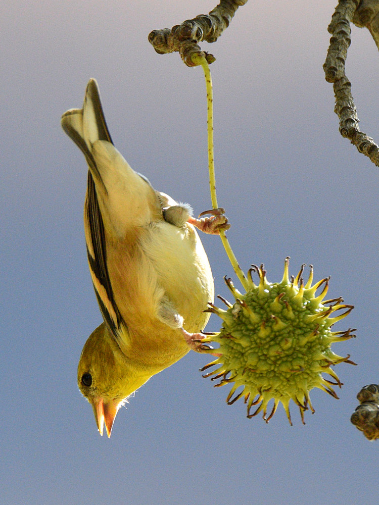Goldfinch3.jpg