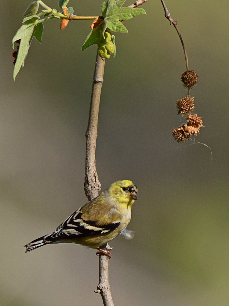 Goldfinch3.jpg