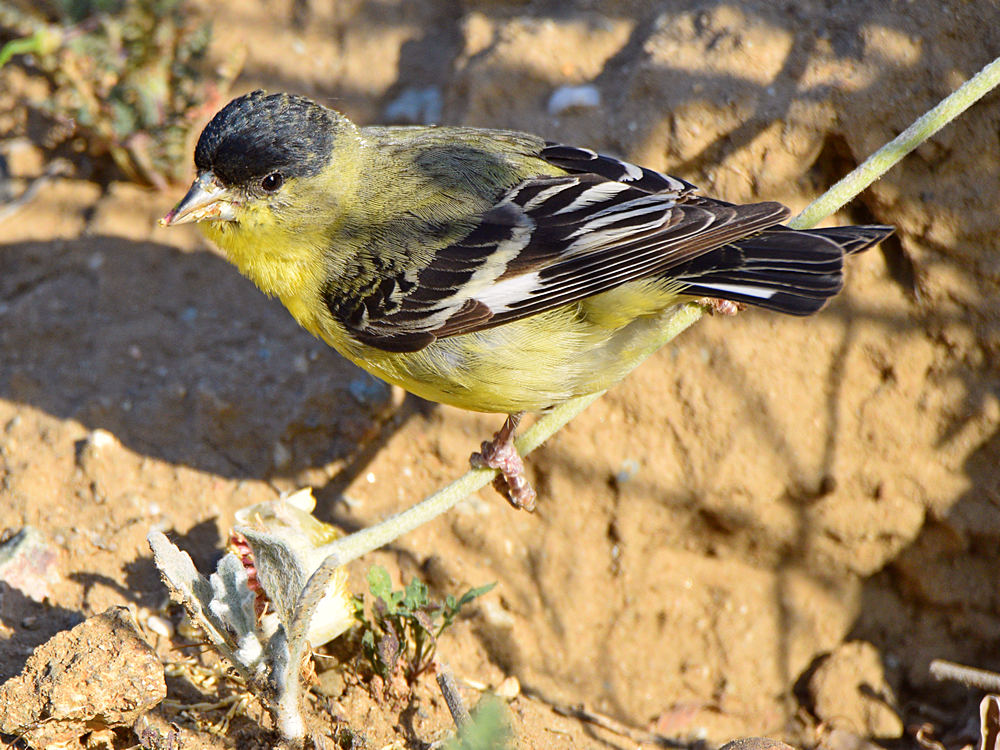 Goldfinch3.jpg
