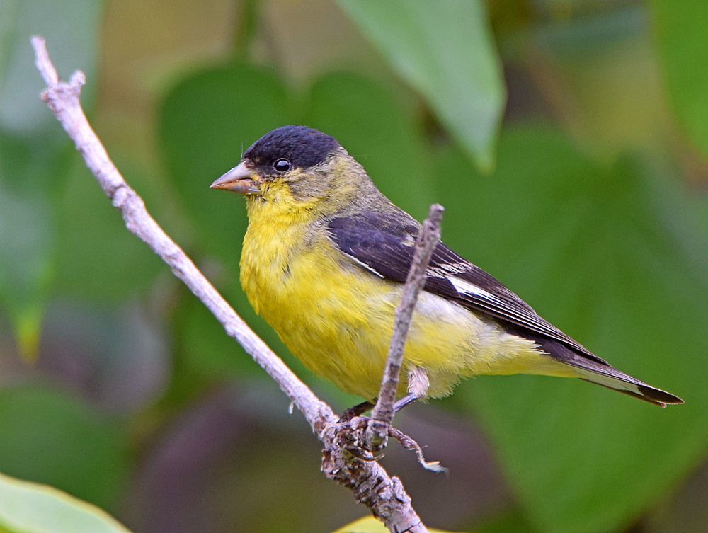 Goldfinch3.jpg