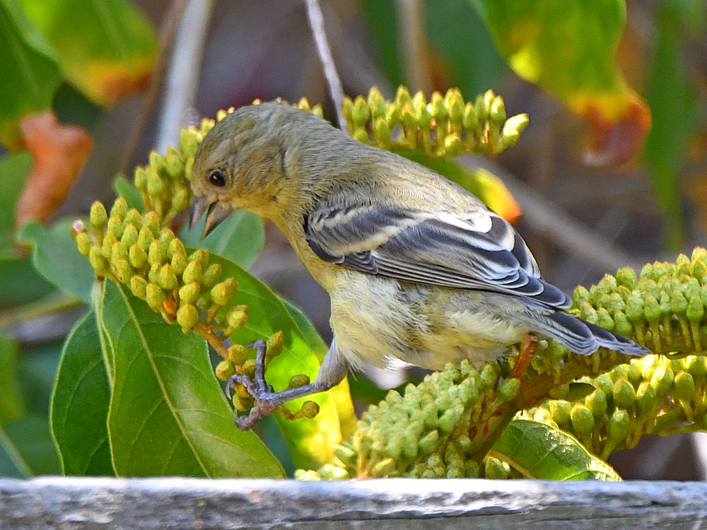 Goldfinch3.jpg