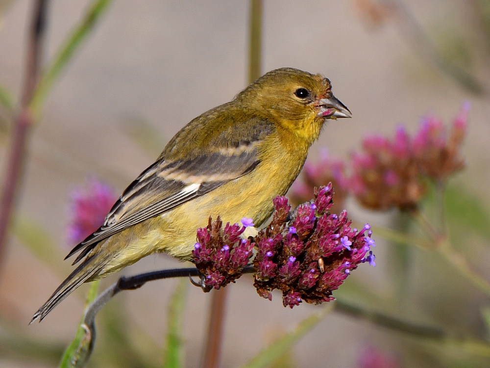 Goldfinch3.jpg