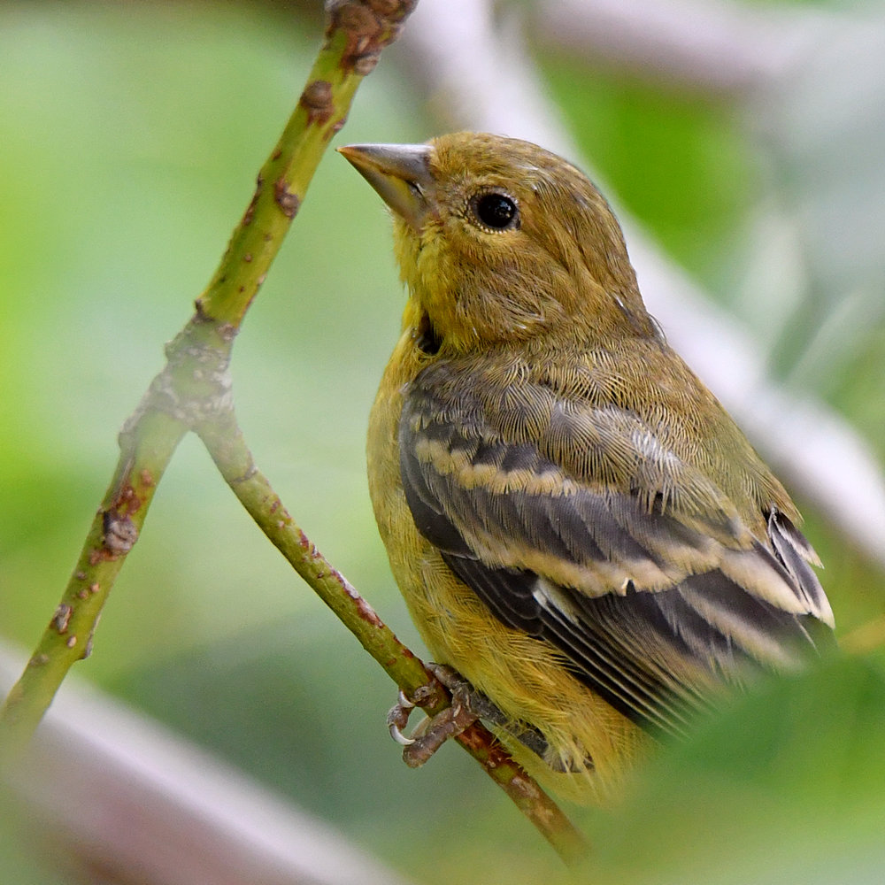 Goldfinch3.jpg