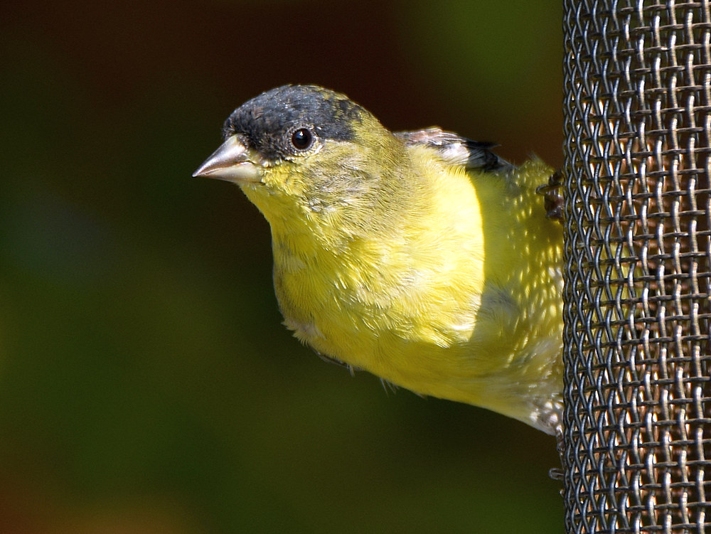 Goldfinch3.jpg