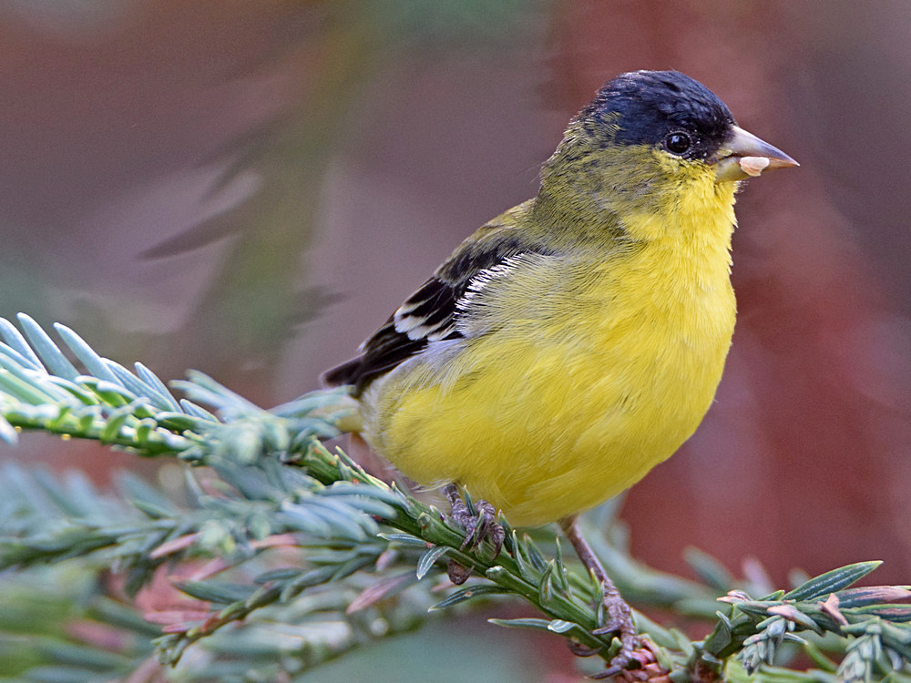 GoldFinch3.jpg