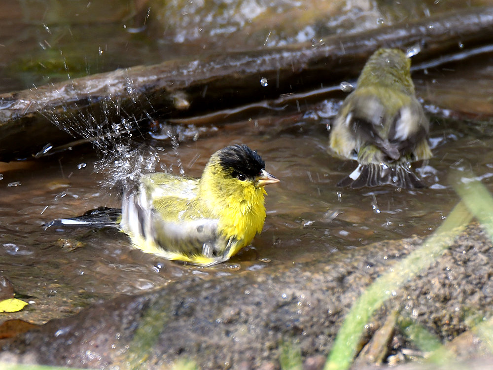 Goldfinch3.jpg