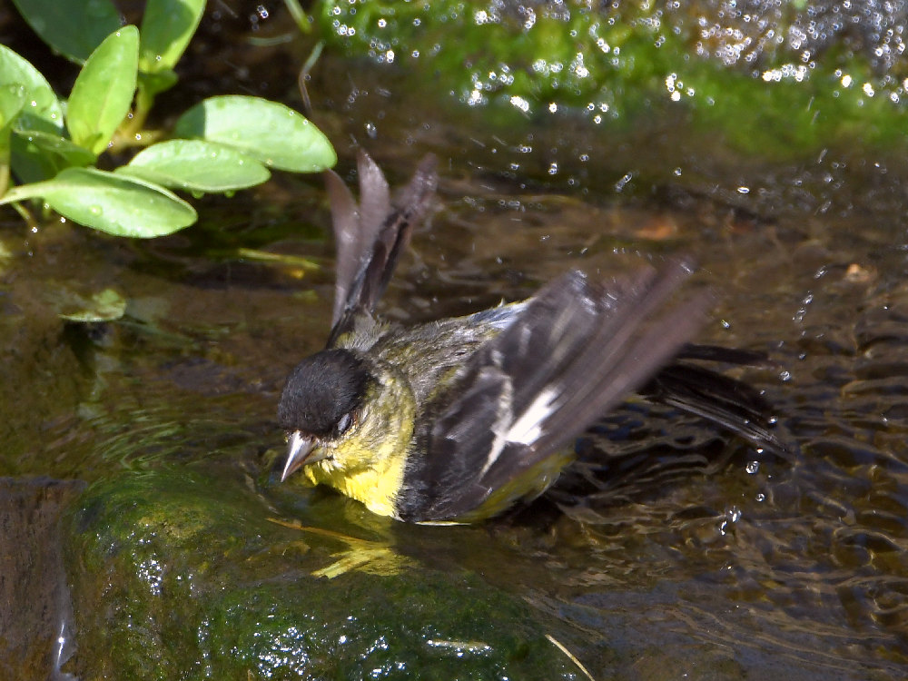 Goldfinch3.jpg