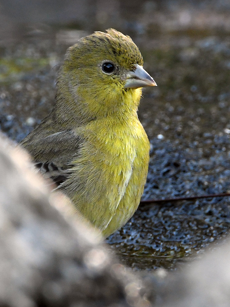 Goldfinch3.jpg