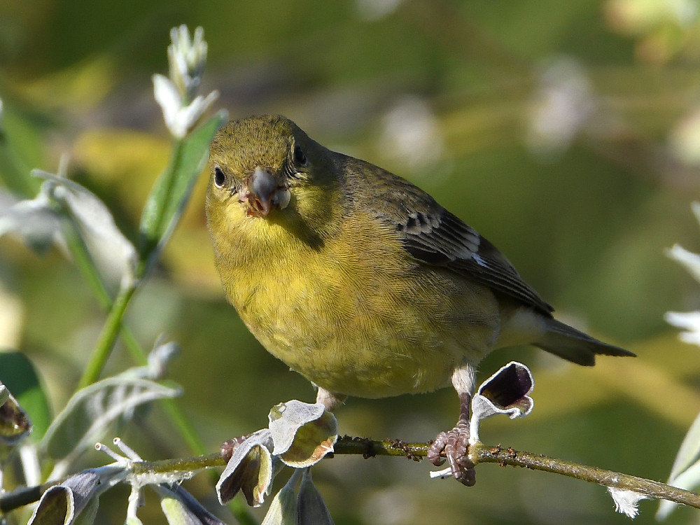 Goldfinch3.jpg