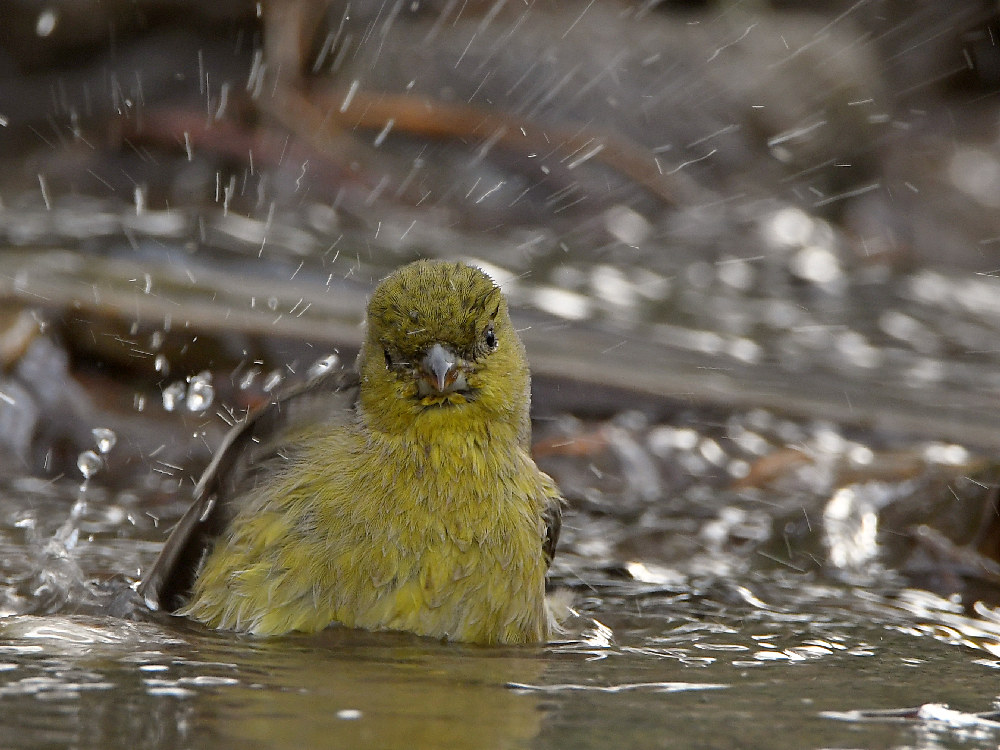 Goldfinch3.jpg