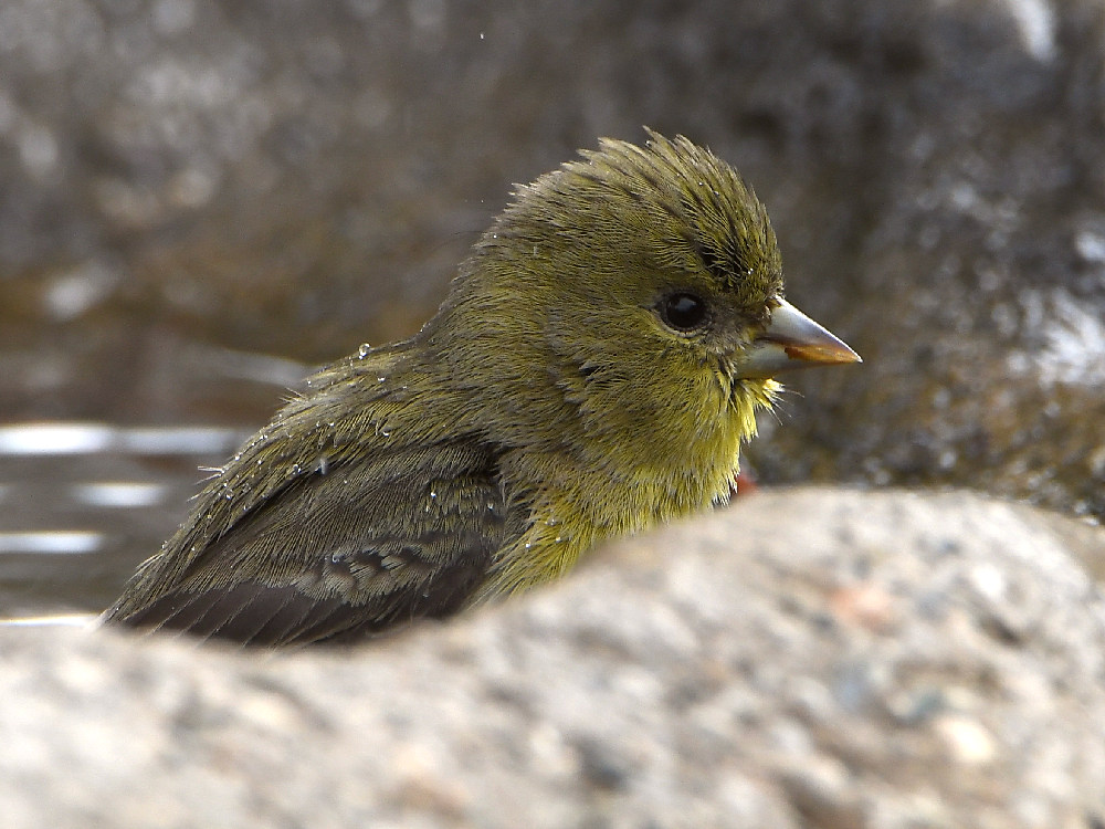 Goldfinch3.jpg