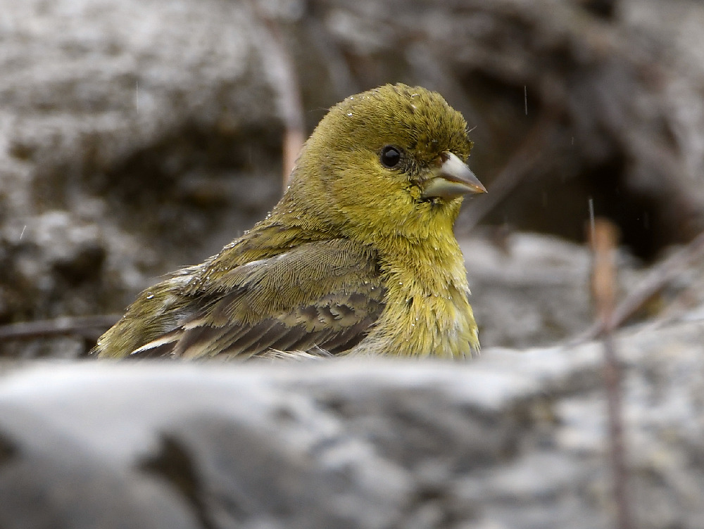 Goldfinch3.jpg