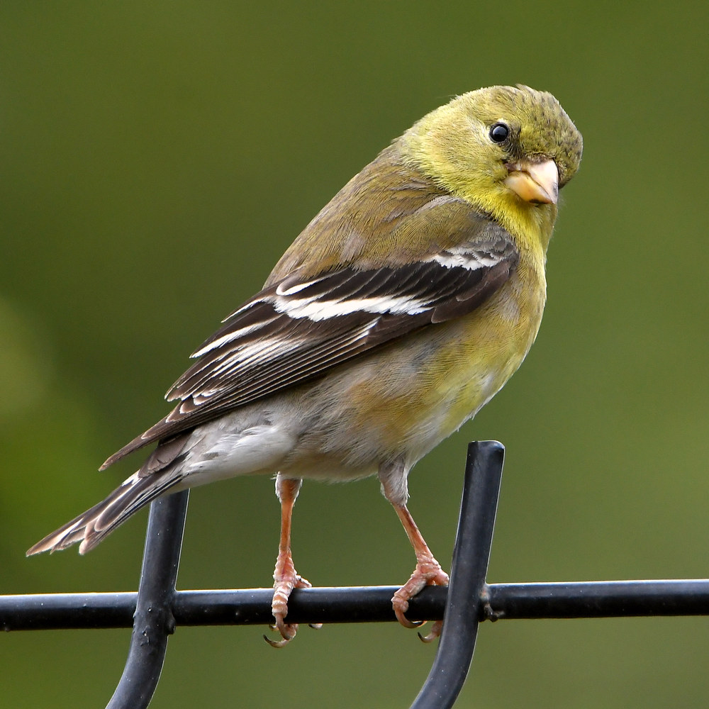 GoldFinch3.jpg