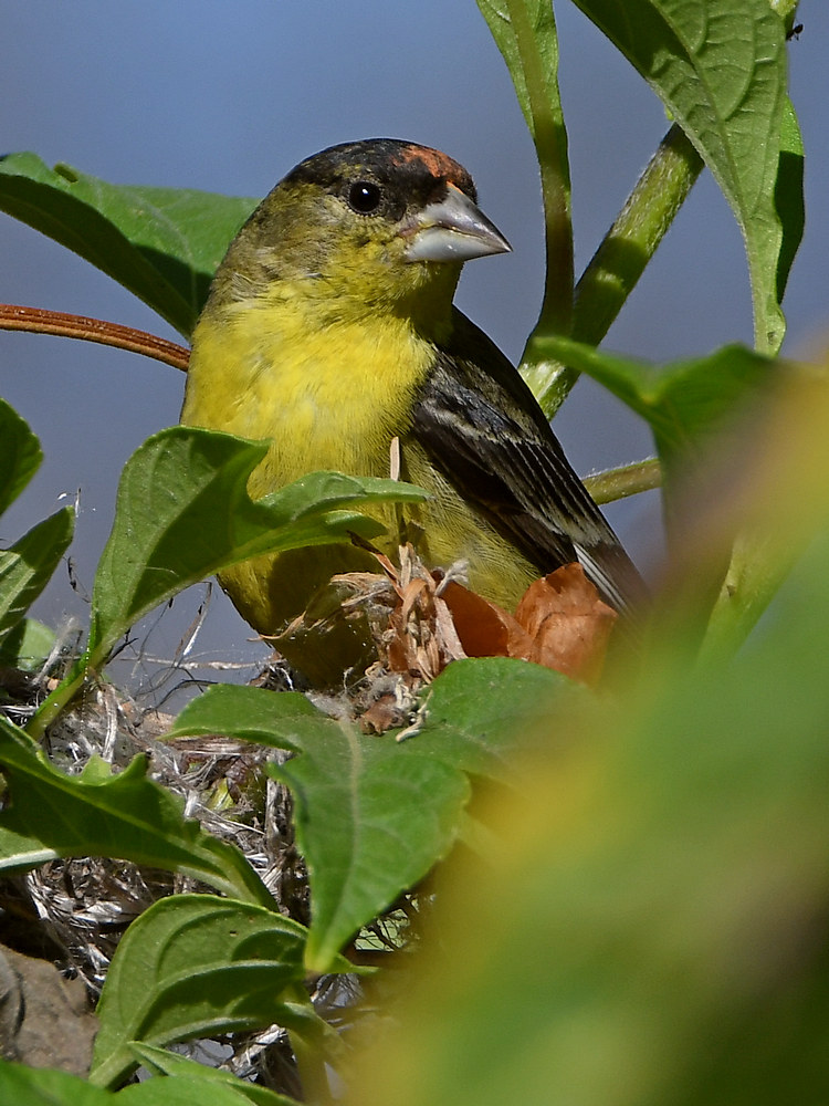 Goldfinch3.jpg