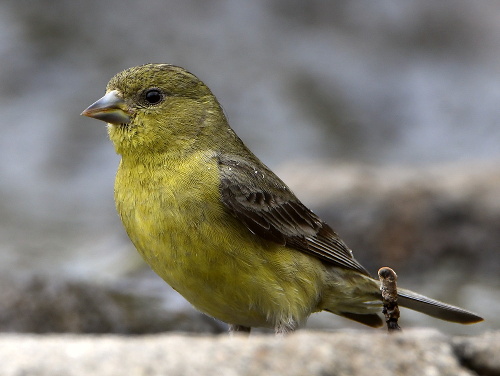 Goldfinch3.jpg