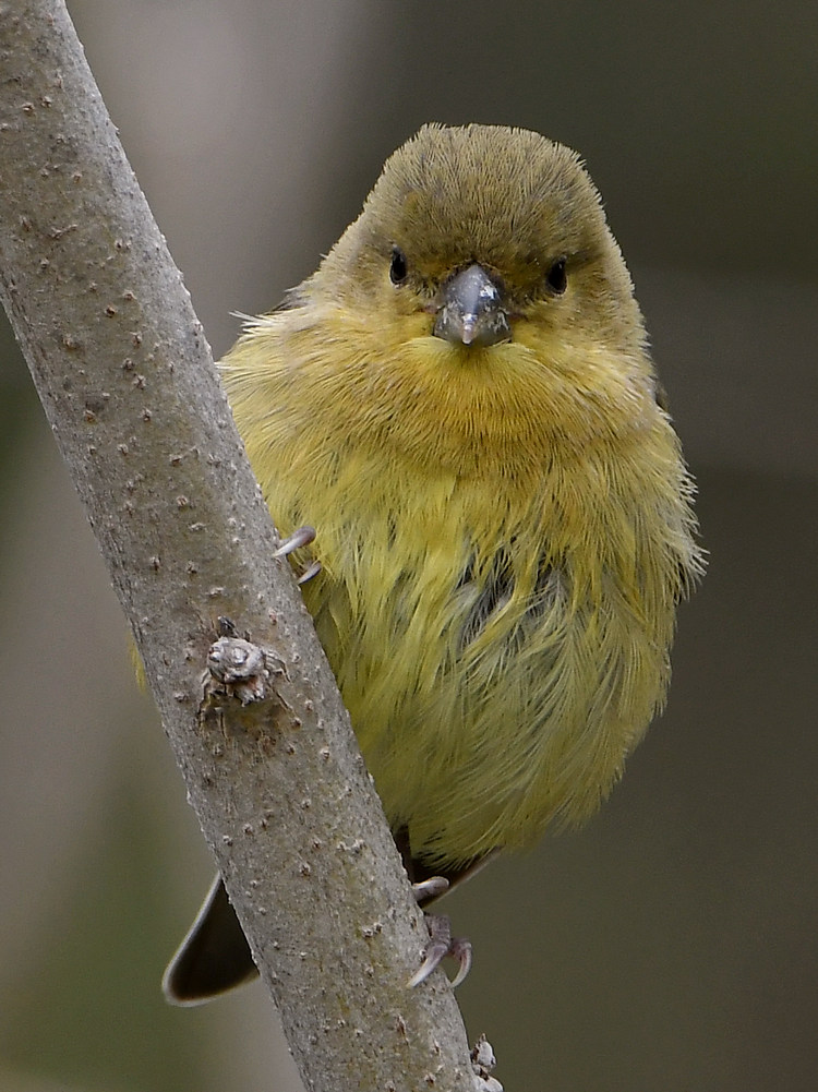 Goldfinch3.jpg